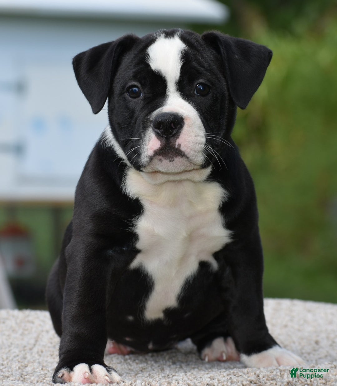 Mixed Breed dogs for sale: Prettia bully bulldog hybrid  - Ad 27