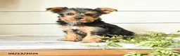 Yorkshire Terrier dogs for sale: Isaac - Ad 1