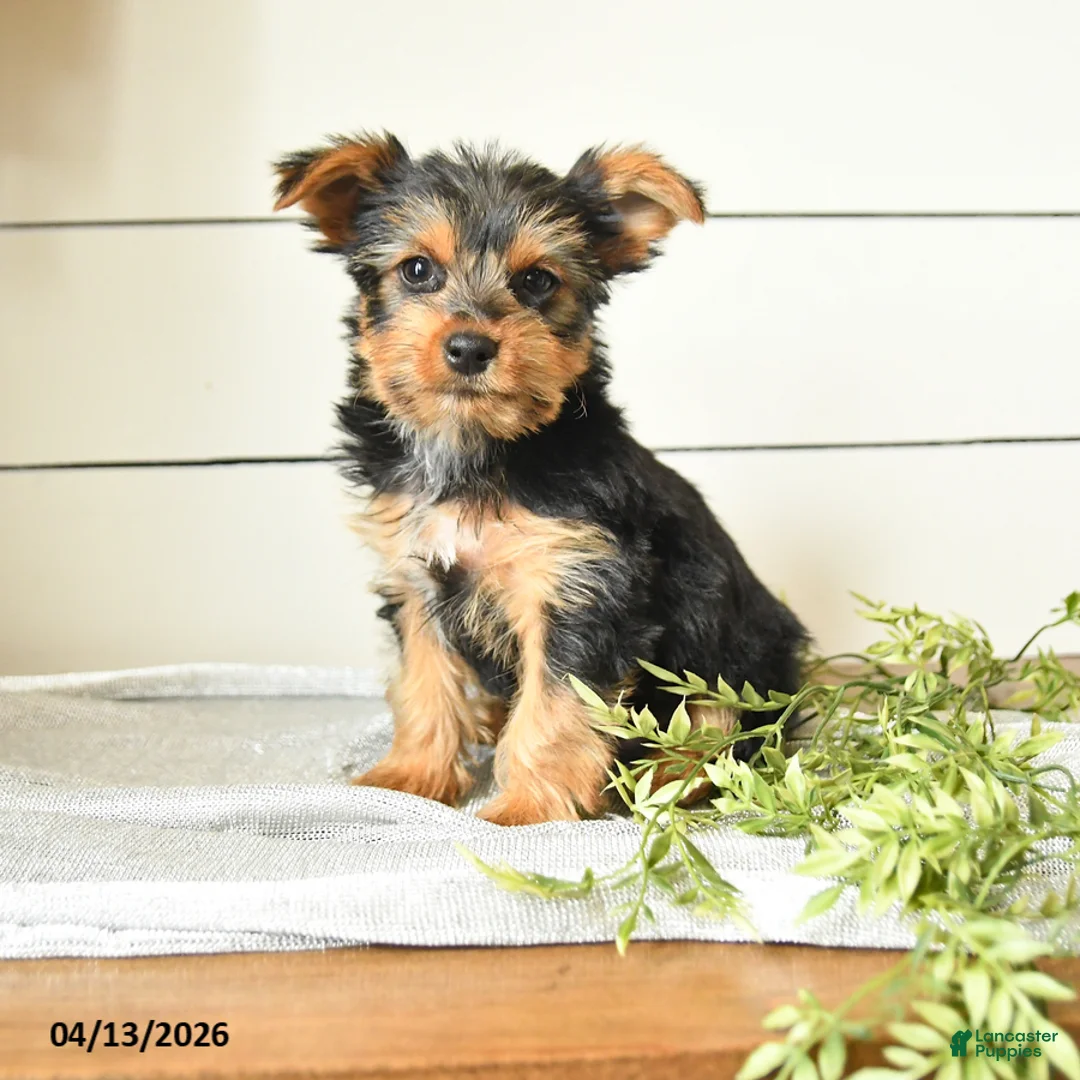 Yorkshire Terrier dogs for sale: Isaac - Ad 1