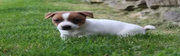 Jack Russell Terrier dogs for sale: Sam - Ad 3