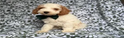Cockapoo dogs for sale: Jax - Ad 3
