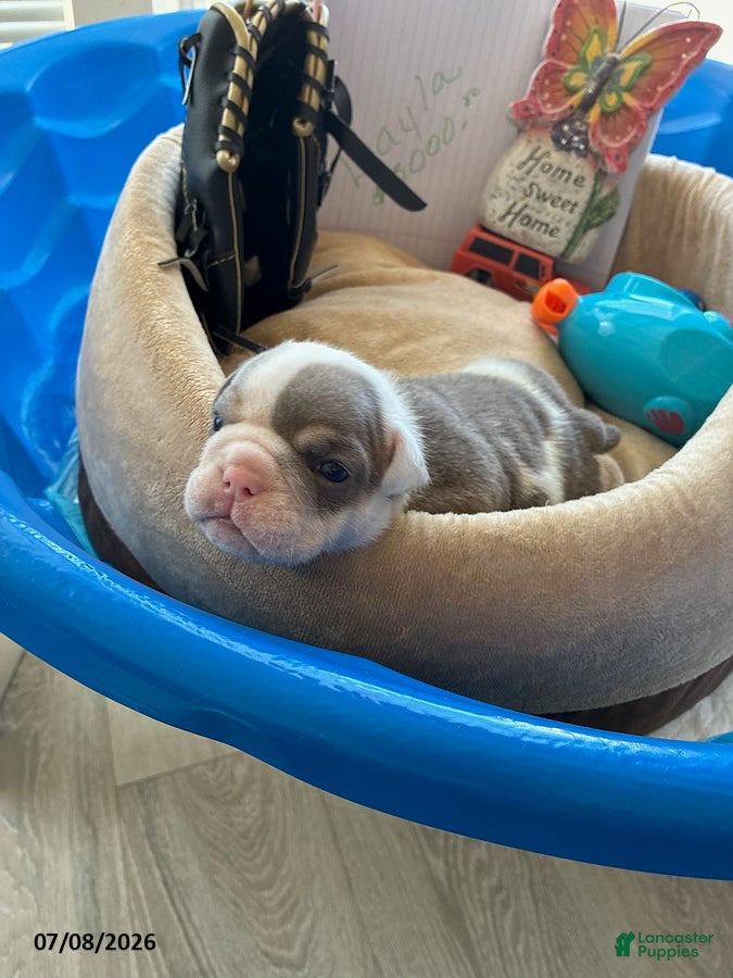 English Bulldog dogs Layla - Ad 1
