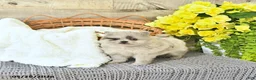 Pomeranian dogs for sale: Curtis - Ad 4