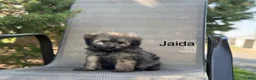 Pomapoo dogs for sale: Jaida - Ad 1