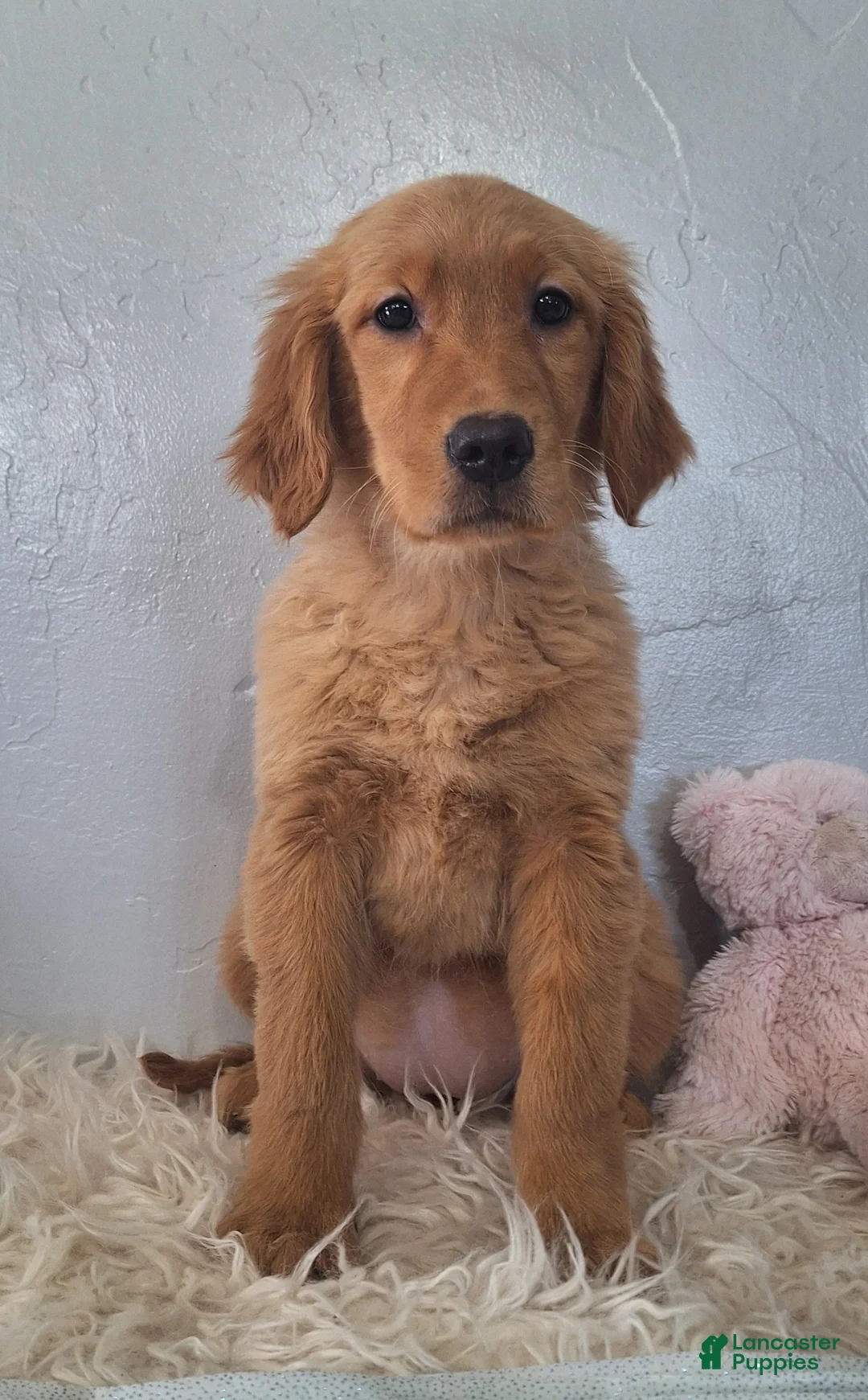 Golden Retriever dogs for sale: Bridget - Ad 1
