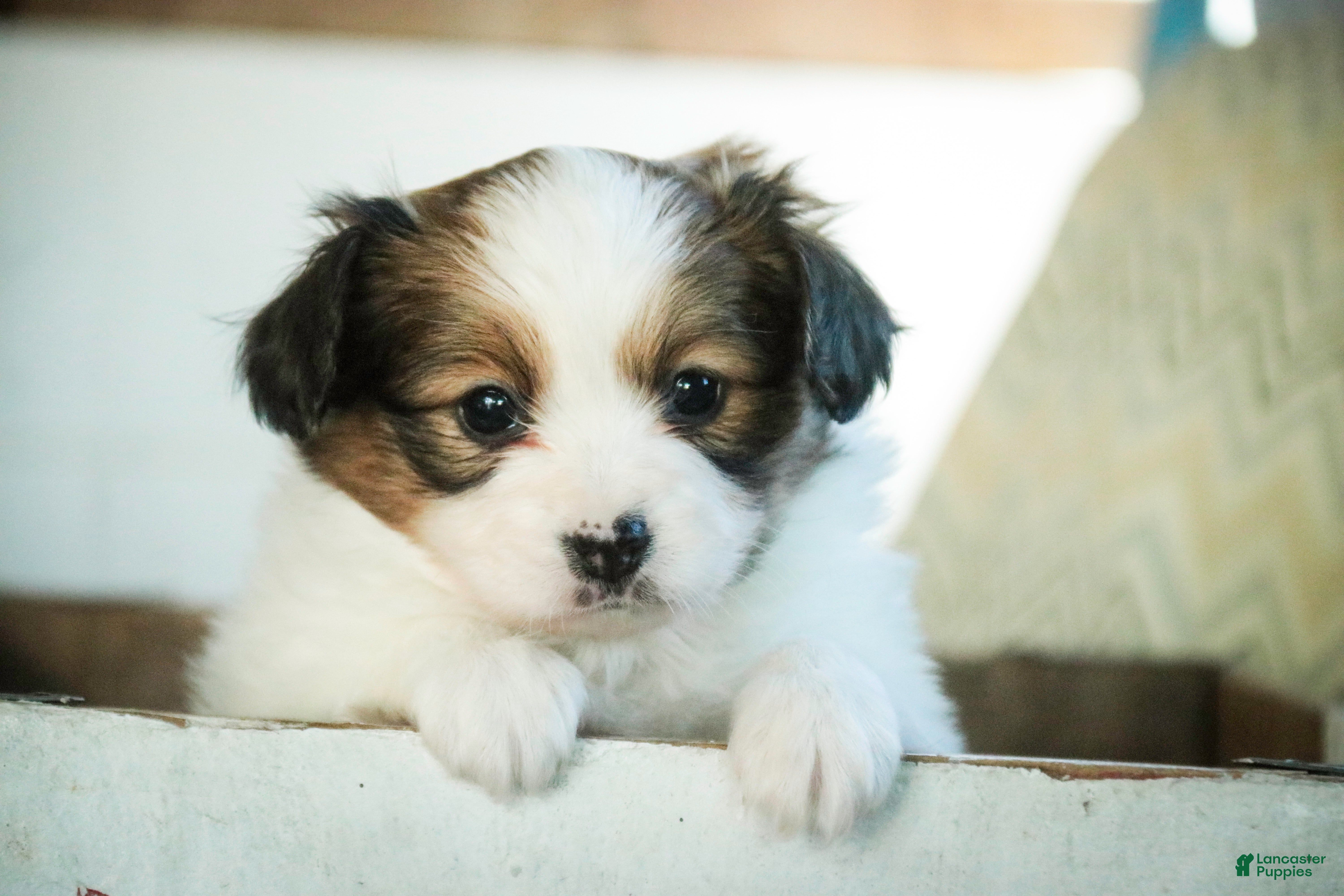 Papillon dogs Lottie - Ad 2