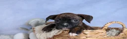 Boxer dogs for sale: Striker - Ad 14