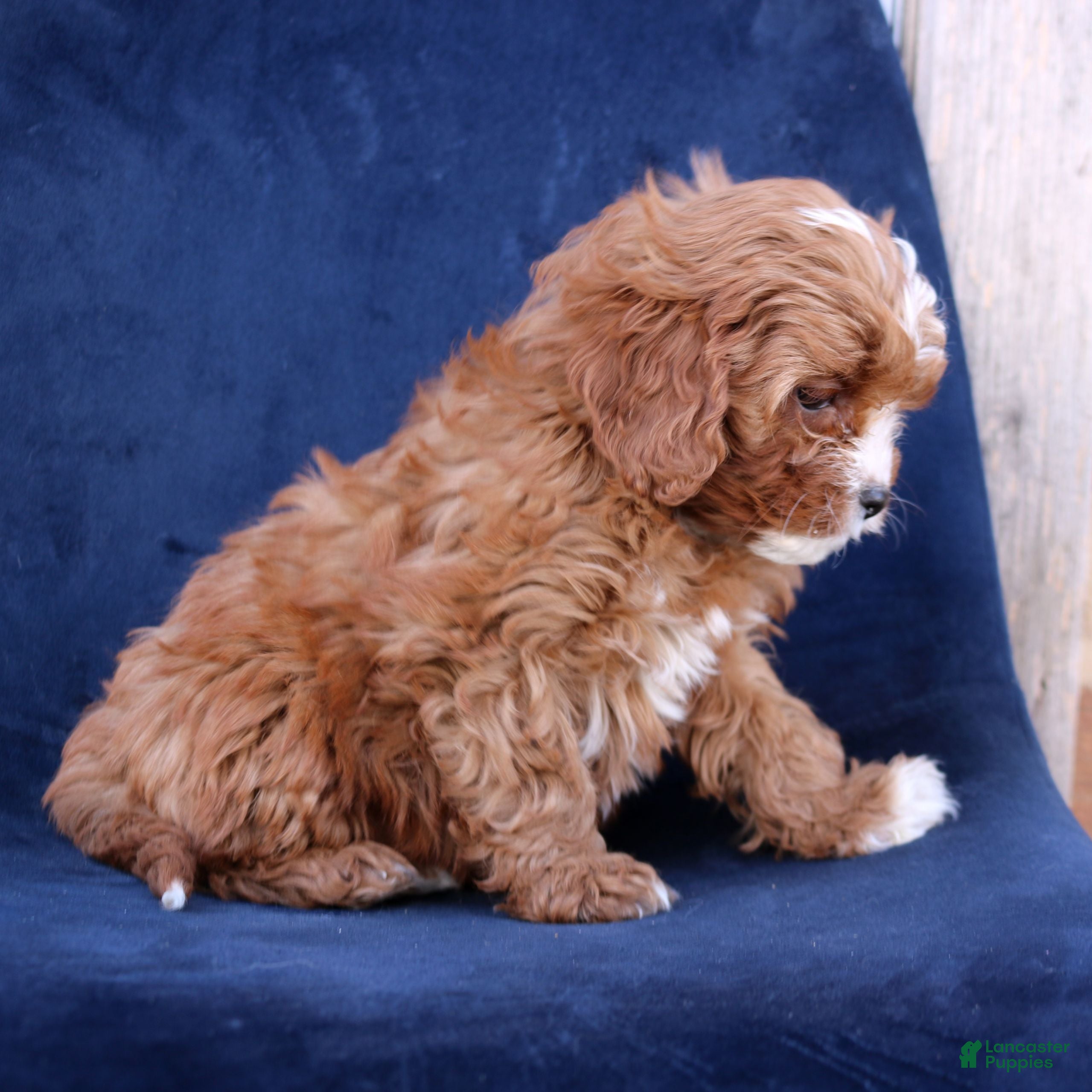 Cavapoo dogs Gina  - Ad 2