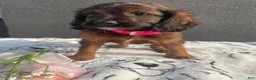 Mixed Breed dogs for sale: Cookie - Ad 2