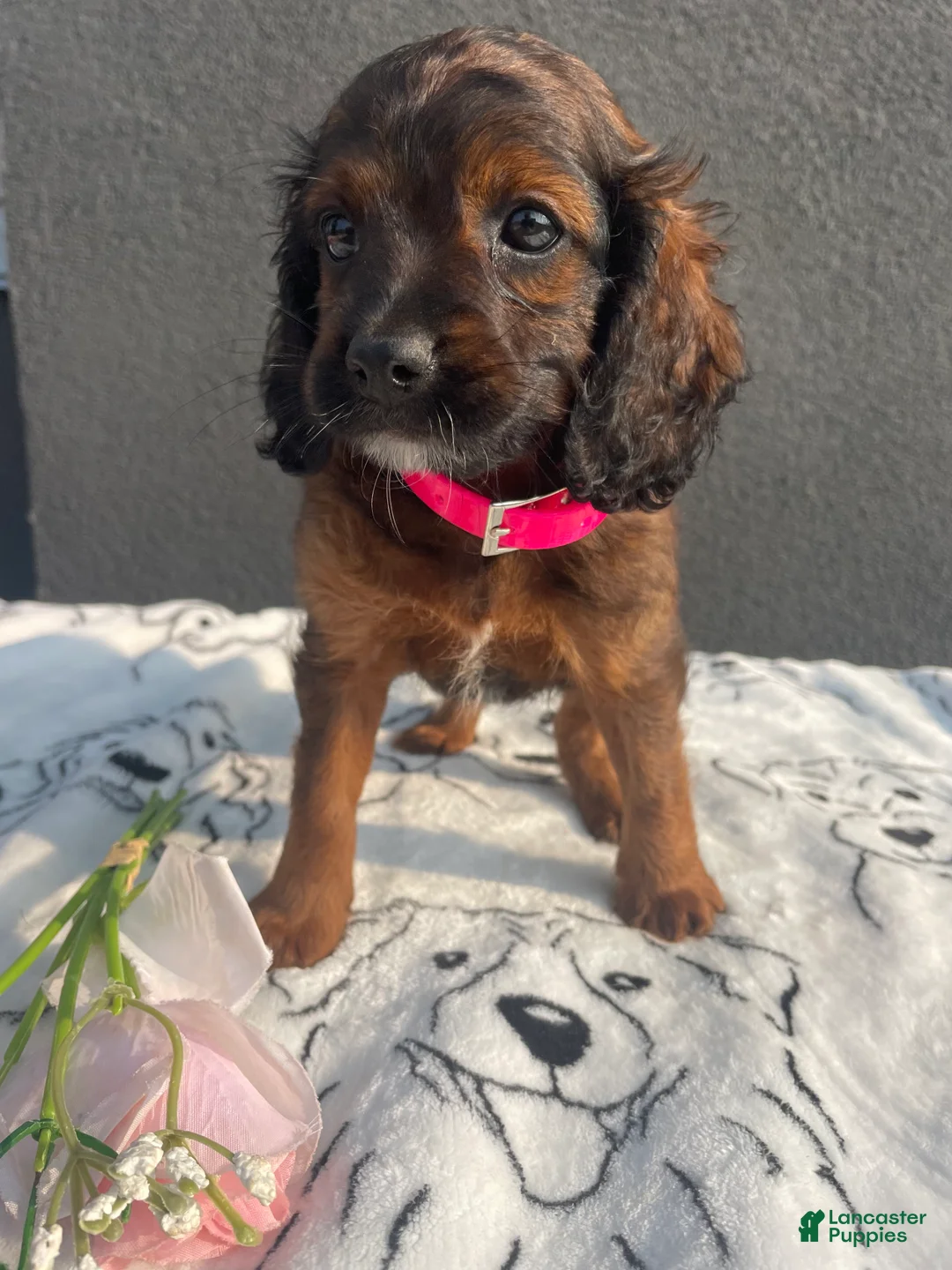 Mixed Breed dogs for sale: Cookie - Ad 2