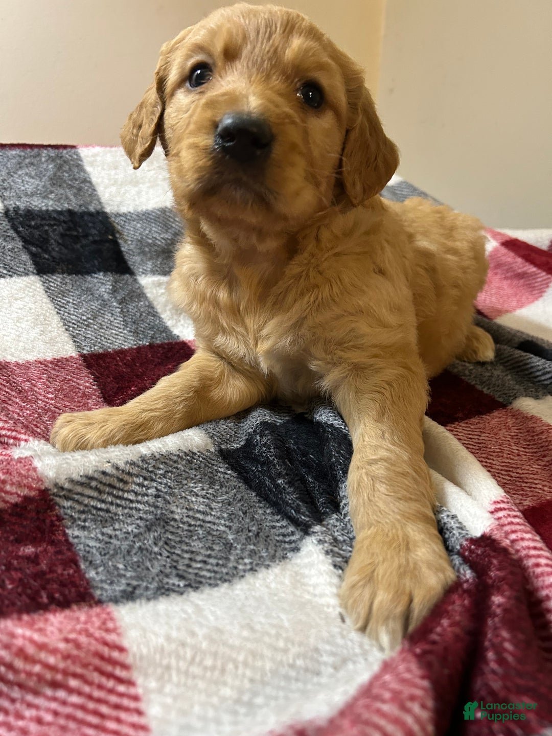 Goldendoodle dogs for sale: Goldendoodle Puppy 1 - Ad 3