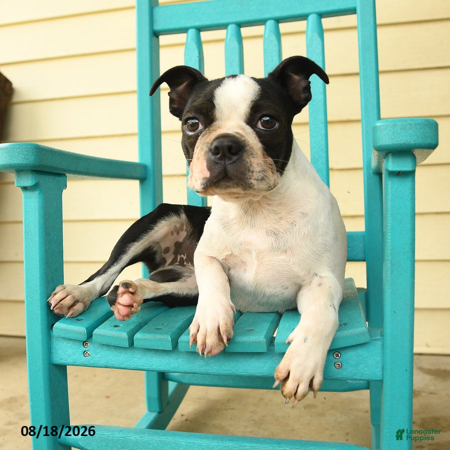 Boston Terrier dogs Sharie - Ad 2