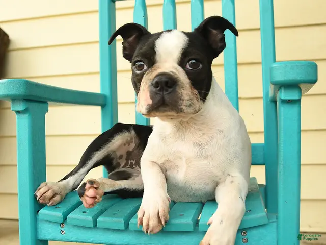 Boston Terrier dogs for sale: Sharie - Ad 2