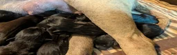 South African Boerboels dogs for sale: South African Boerboels Puppy 1 - Ad 3