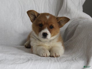 Welsh Corgi Pembroke dogs Teddy - Ad 34