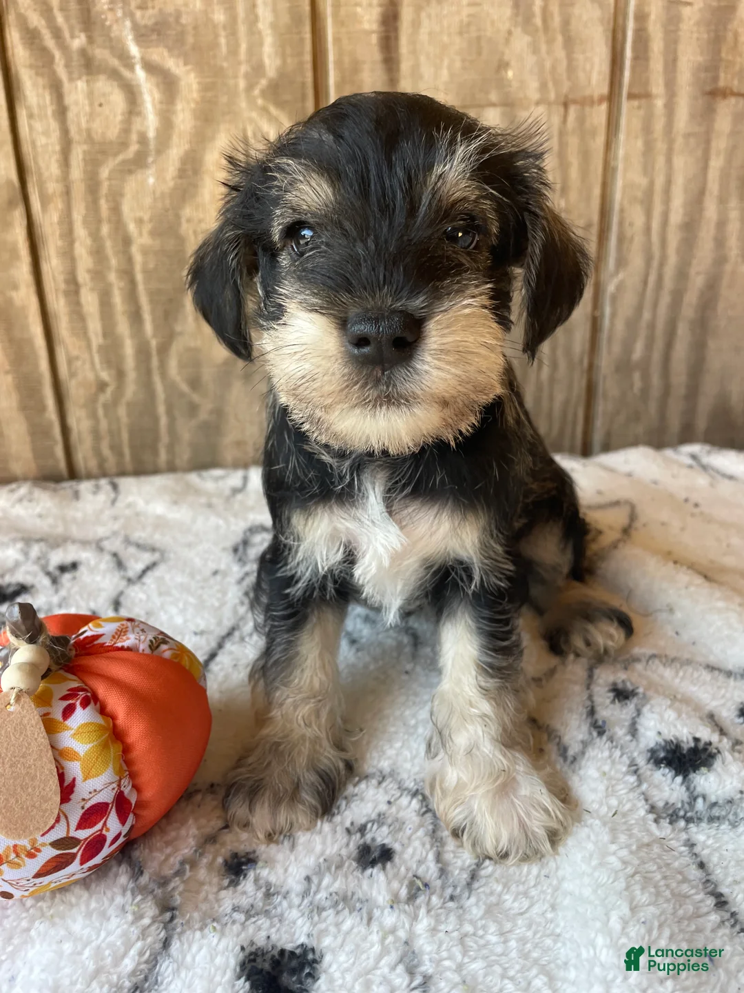 Miniature Schnauzer dogs for sale: Kirby - Ad 1
