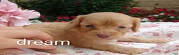 Cavapoo dogs for sale: Apphia - Ad 3
