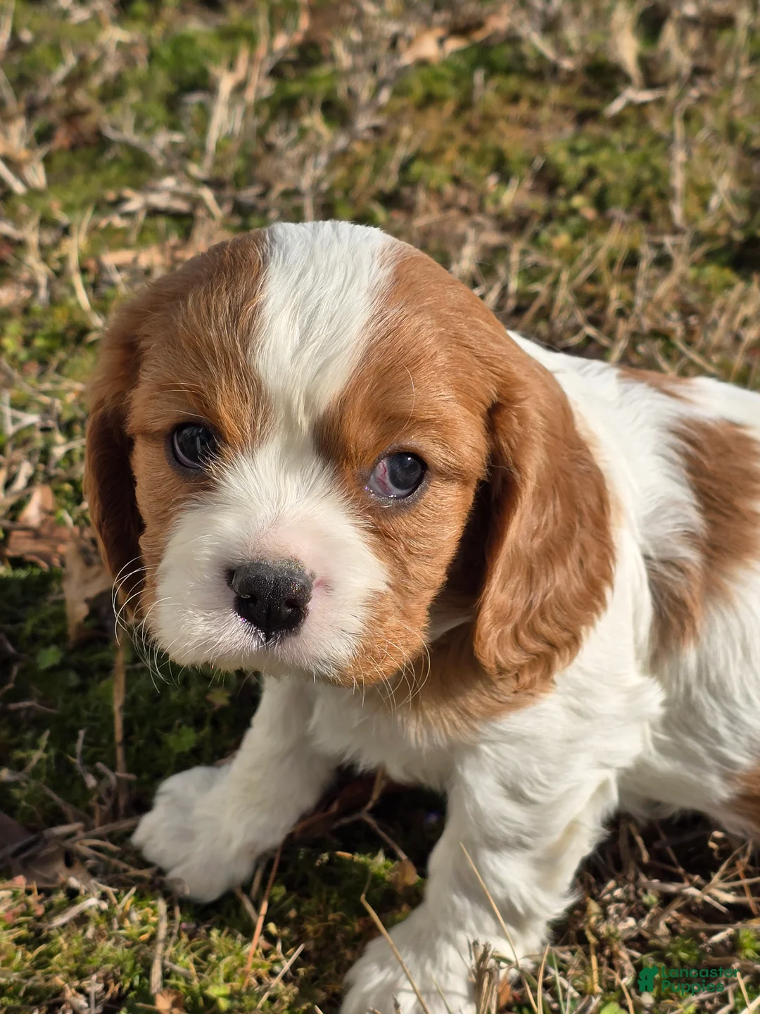 Cavalier King Charles Spaniel dogs for sale: Dillon - Ad 5