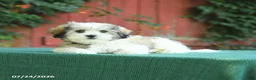 Malshi dogs for sale: Derek - Ad 1