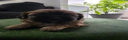 Shih Tzu dogs for sale: Shih Tzu 1 - Ad 2