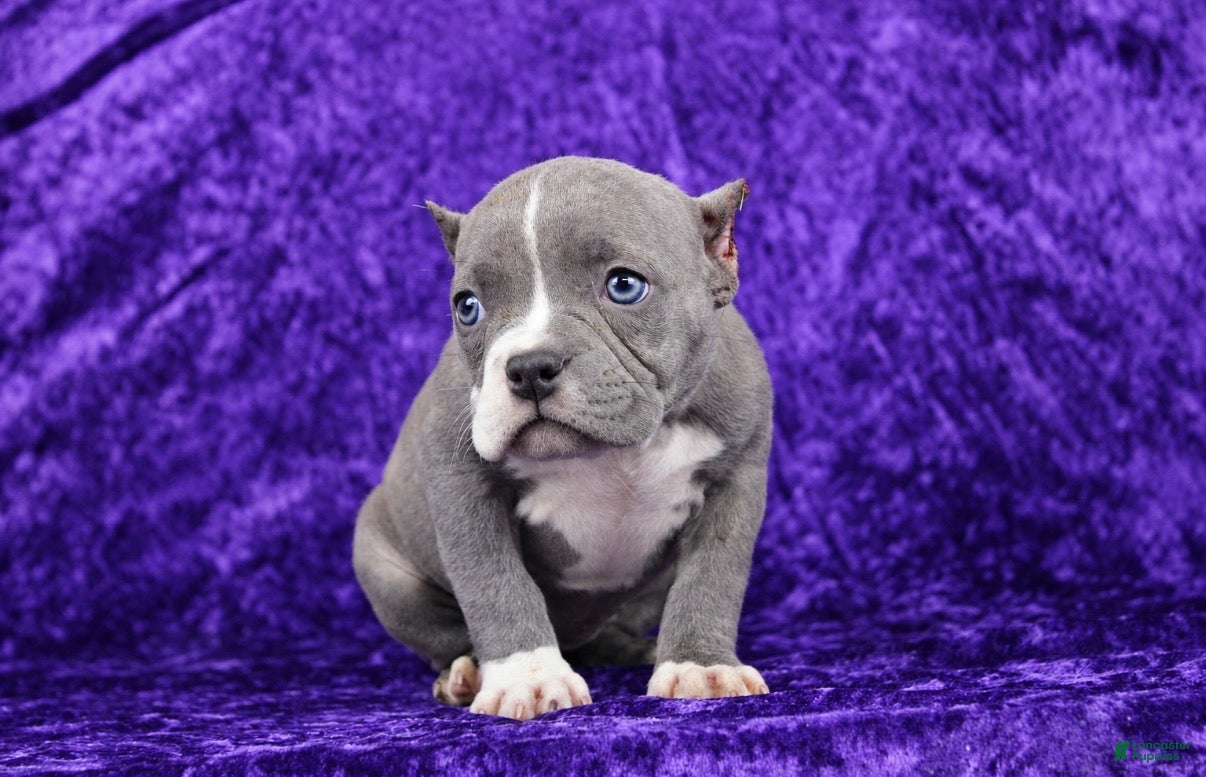 American Bully dogs Blue Brindle Female - Ad 2