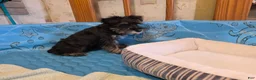 Miniature Schnauzer dogs for sale: Sam - Ad 7