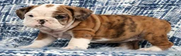 English Bulldog dogs for sale: Lettie - Ad 5