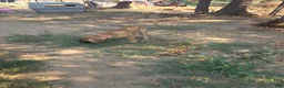 Great Dane dogs for sale: Great Dane 3 Pink collar - Ad 4