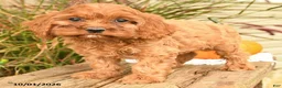 Cockapoo dogs for sale: Jasmine - Ad 3