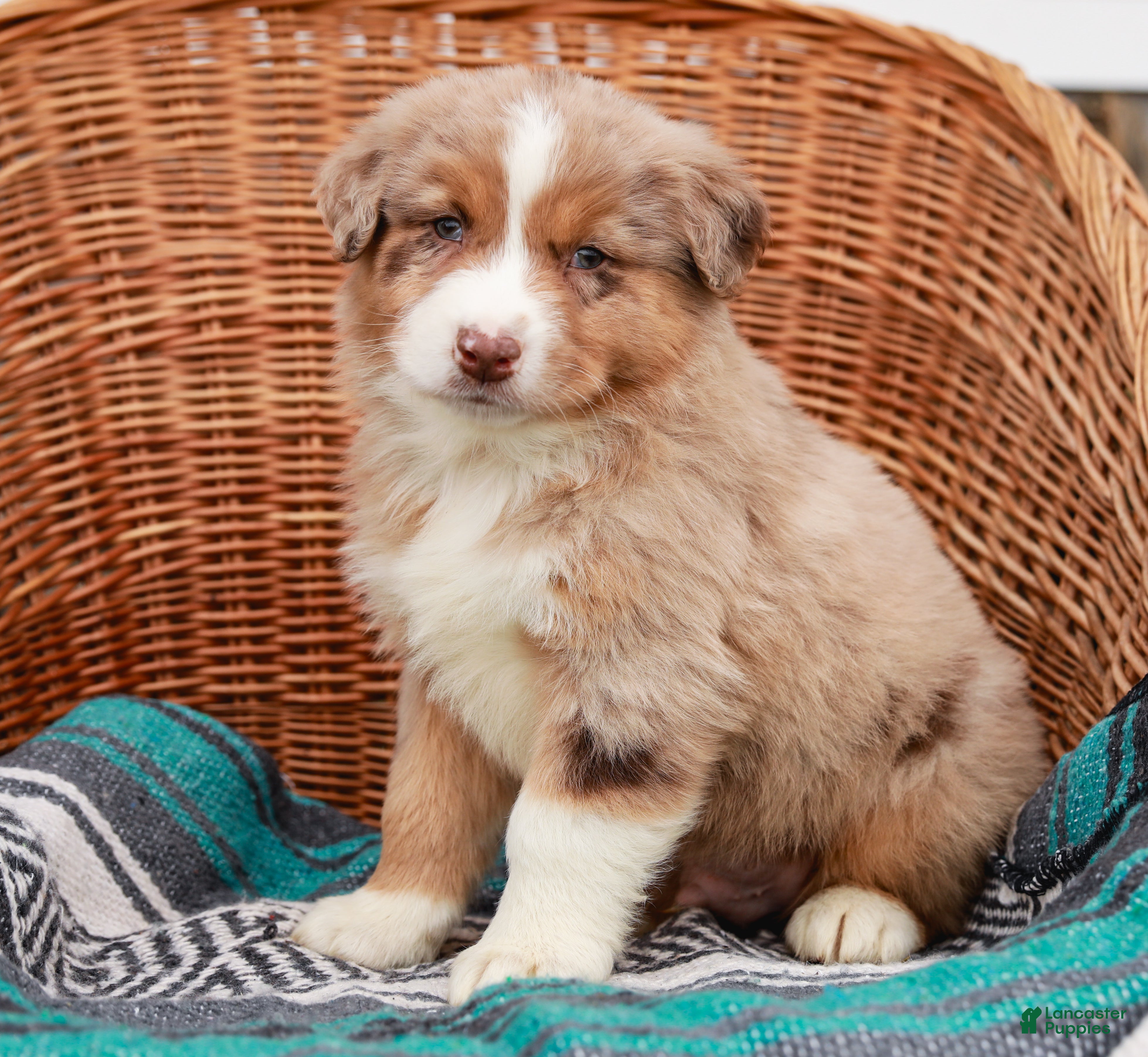 Australian Shepherd dogs Ranger - Ad 2