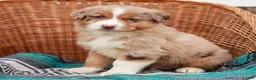 Australian Shepherd dogs for sale: Ranger - Ad 2