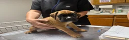 Boxer dogs for sale: Rusty AKC Euro - Ad 6