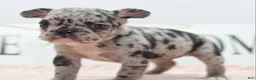 Mixed Breed dogs for sale: Ruby merle - Ad 9