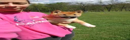 Shiba Inu dogs for sale: Fox - Ad 4