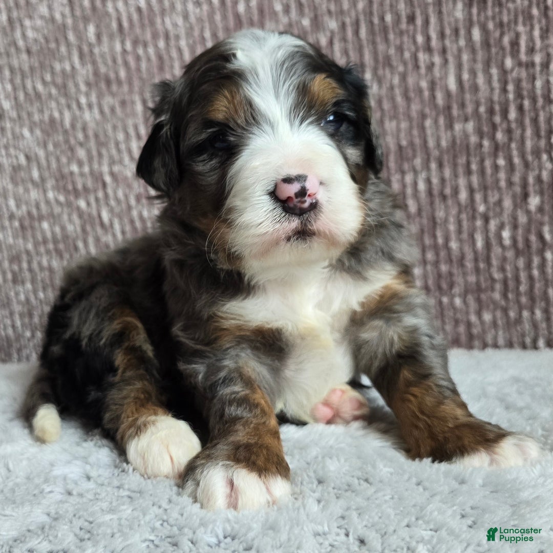 Mini Bernedoodle dogs for sale: Mini Chief - Ad 4