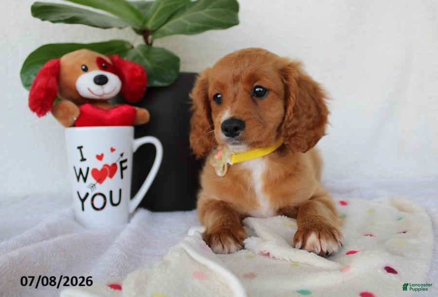 Cavapoo dogs Sadie - Ad 2