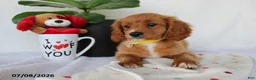Cavapoo dogs for sale: Sadie - Ad 2