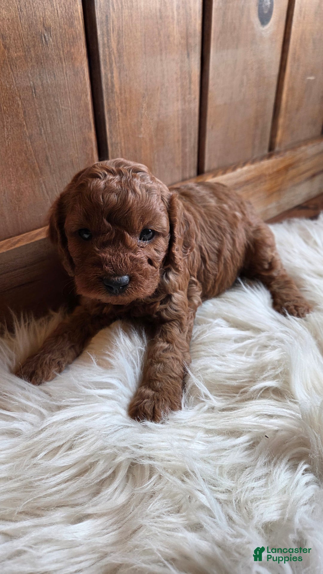 Cavapoo dogs for sale: Milo - Ad 6