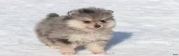 Pomeranian dogs for sale: Locket - Ad 2