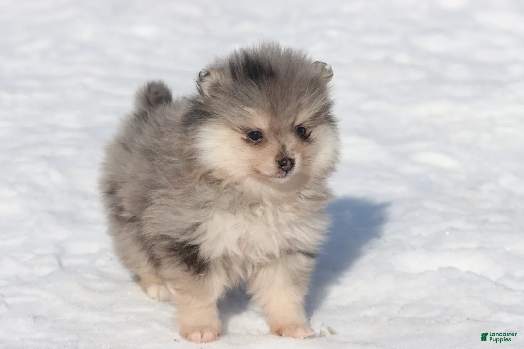 Pomeranian dogs for sale: Locket - Ad 2