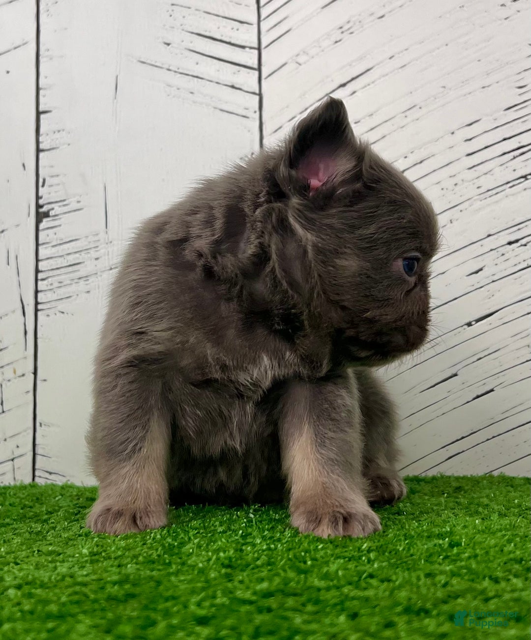 French Bulldog dogs for sale: Lucky - Ad 3