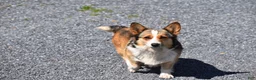 Welsh Corgi Pembroke dogs for sale: Cyrus - Ad 6