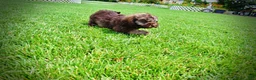 Havapoo dogs for sale: Frisco - Ad 12