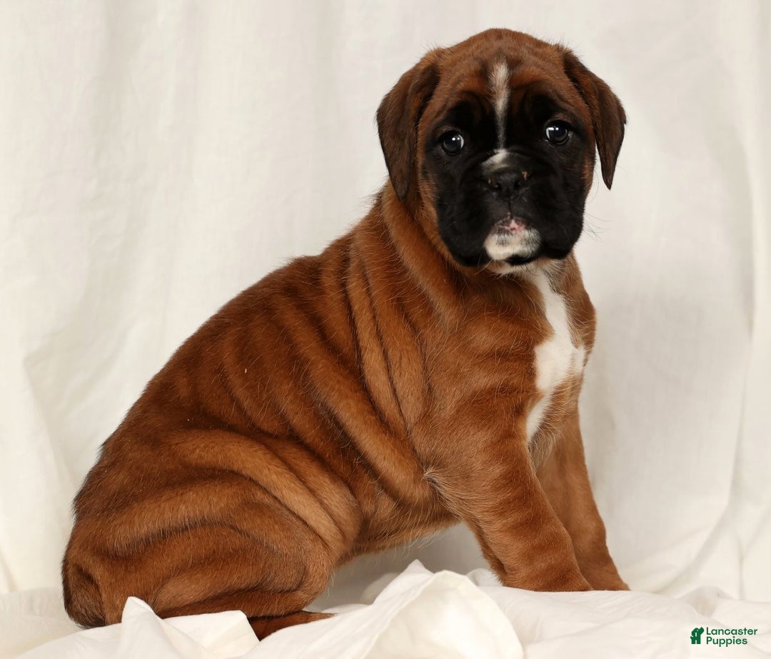 Boxer dogs for sale: Sophia - Ad 4