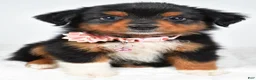Miniature Australian Shepherd dogs for sale: Amber - Ad 7