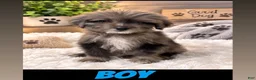 Aussiedoodle dogs for sale: Aussiedoodle 2 - Ad 1