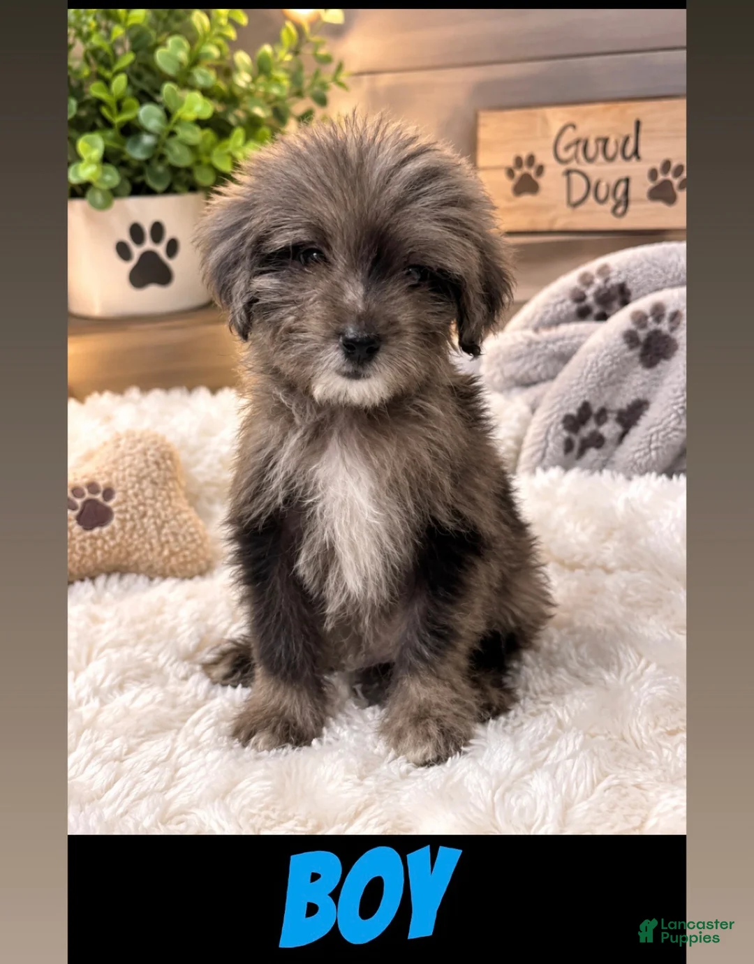 Aussiedoodle dogs for sale: Aussiedoodle 2 - Ad 1