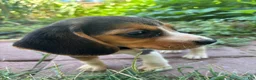 Beagle dogs for sale: Zoey - Ad 5