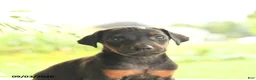 Doberman Pinscher dogs for sale: Arizona - Ad 5