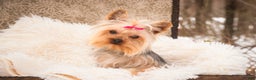 Yorkshire Terrier dogs for sale: Megan - Ad 3